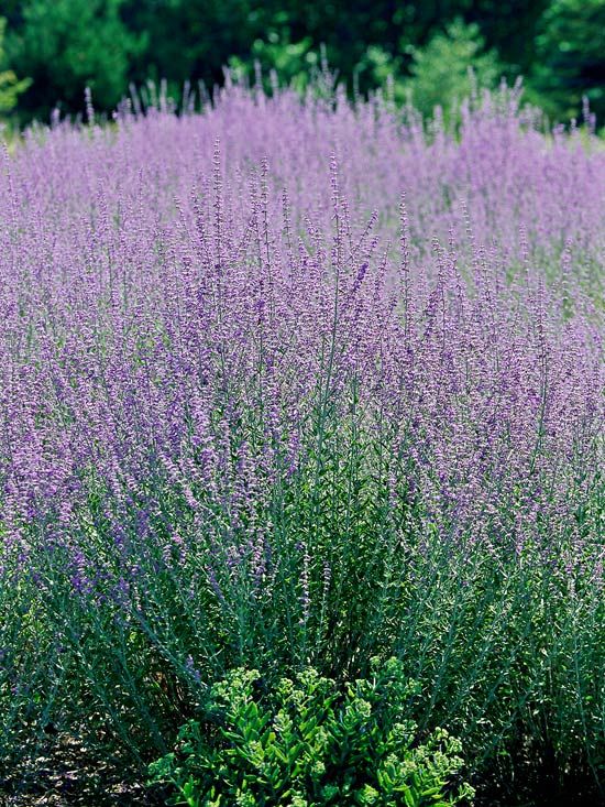 Russian Sage in full bloom