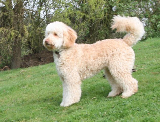 labradoodle